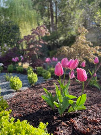 Guinevere Jumbo Perennial Tulip Seeds