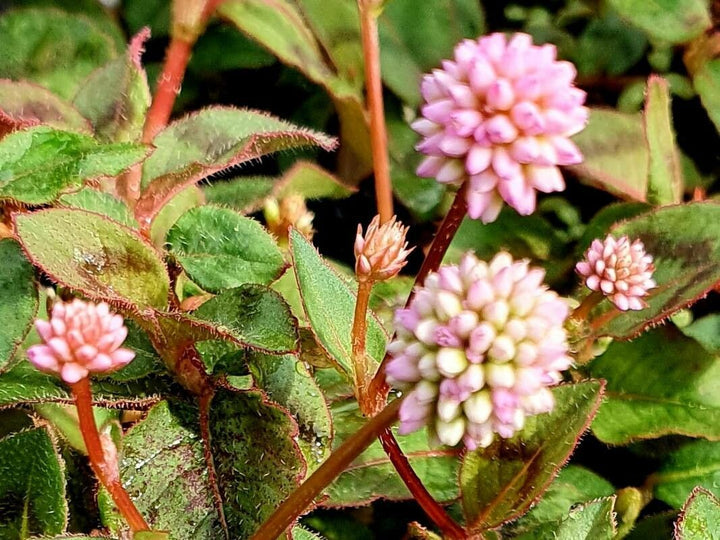 Organic Capitata Flower Seeds for Planting – Heirloom, Non-GMO