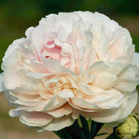 Solange Peony