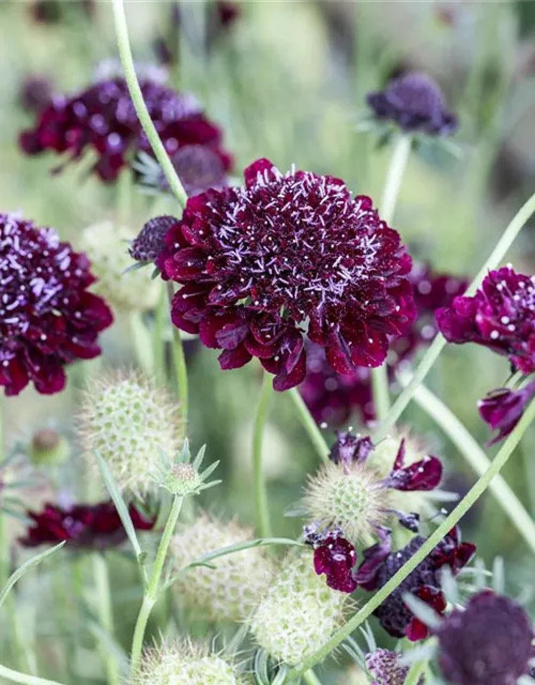 Pincushion Flower- Burgundy Beau