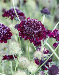 Pincushion Flower- Burgundy Beau