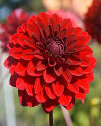 Dahlia- Turkish Delight (Tuber)