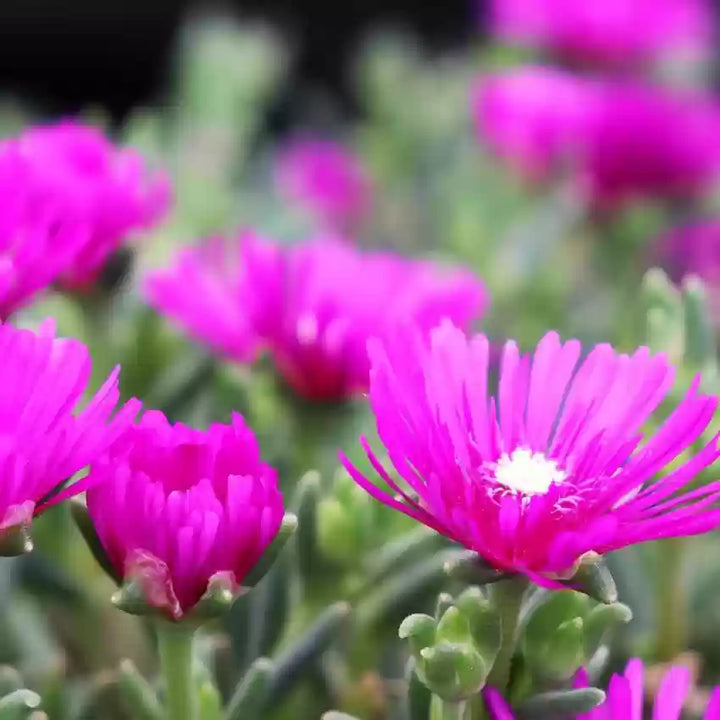 Heirloom Non-GMO Pink Table Mountain Flower Seeds for Colorful Rock Gardens and Outdoor Planting