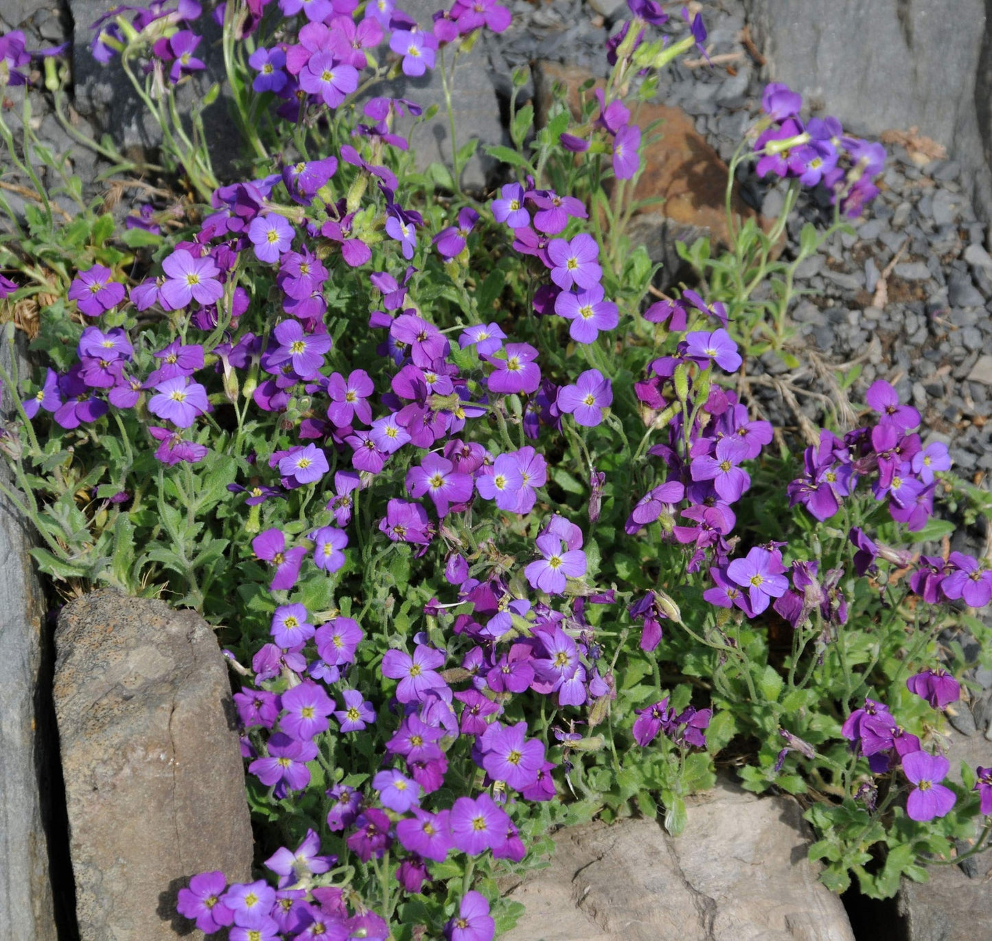 Heirloom Non-GMO Aubrieta Flower Seeds for Planting – Vibrant Ground Cover for Rock Gardens