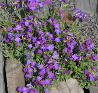 Heirloom Non-GMO Aubrieta Flower Seeds for Planting – Vibrant Ground Cover for Rock Gardens