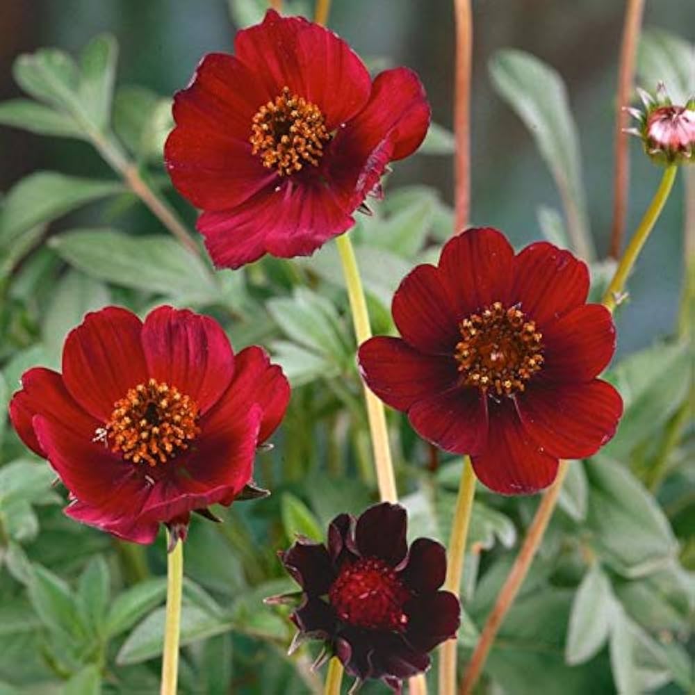 Chocolate Flowers Seeds