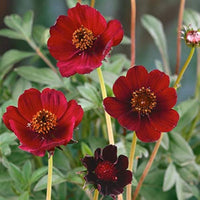 Chocolate Flowers Seeds