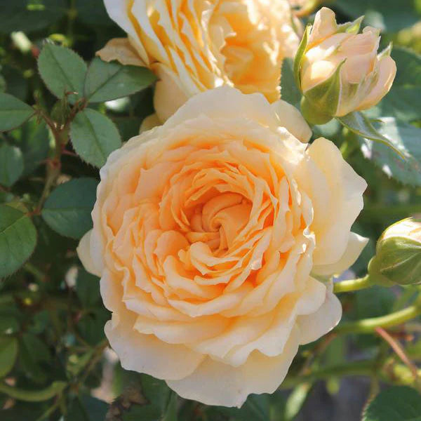 Edith's Darling Shrub Rose