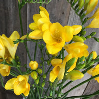 Freesia- Giant Single Yellow