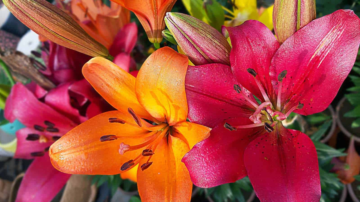 Multicolored Lily Bulbs (15 Stunning Colors)