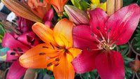 Multicolored Lily Bulbs (15 Stunning Colors)