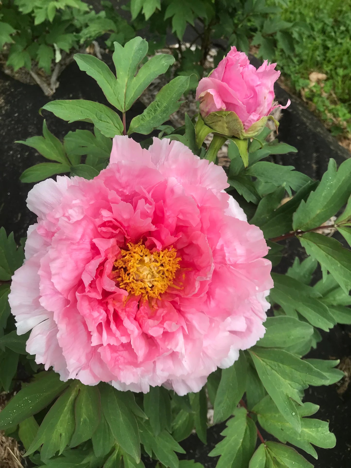 Hanakisoi Tree Peony