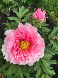 Hanakisoi Tree Peony