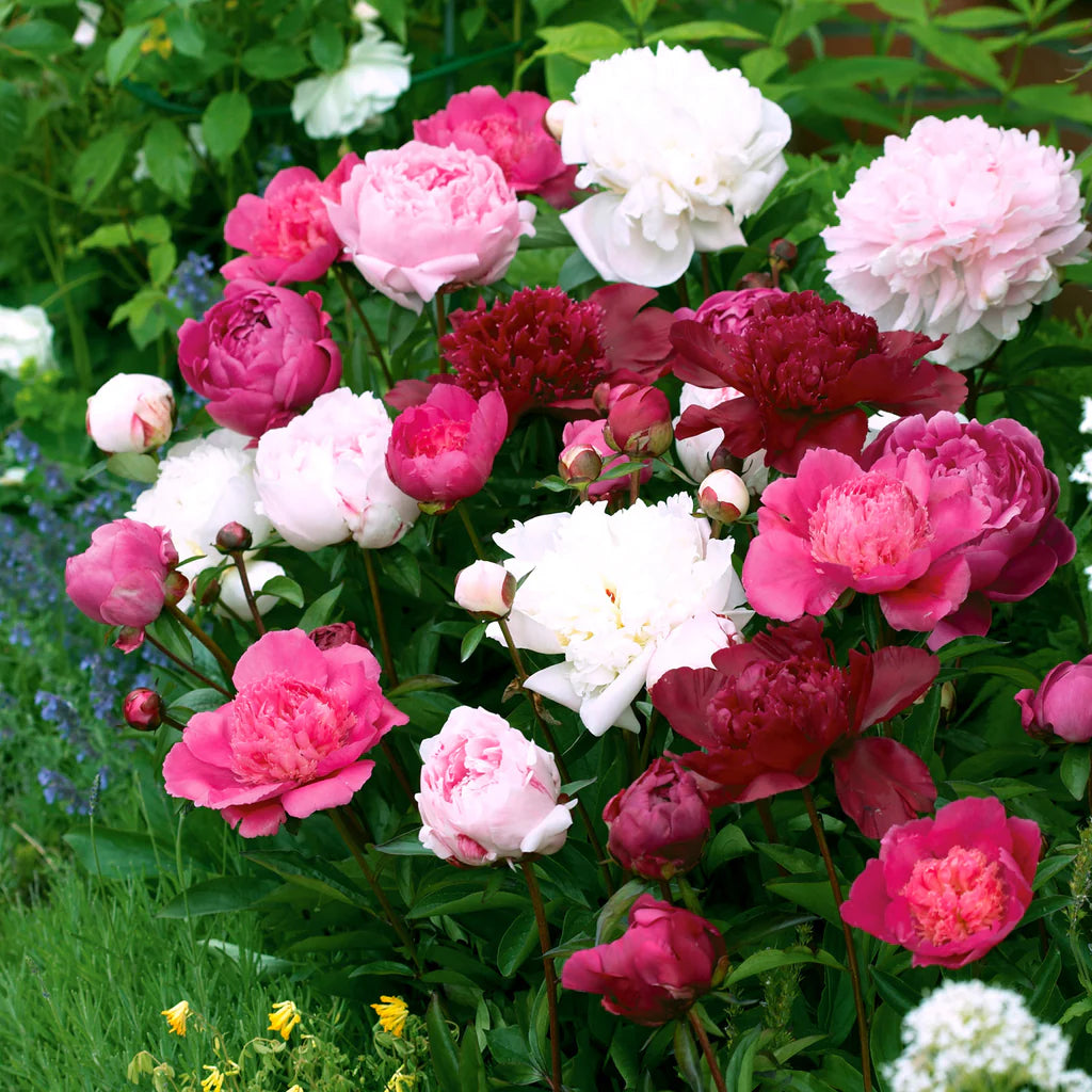 Cut-Flower Peony Mixture