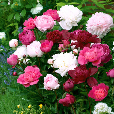 Cut-Flower Peony Mixture