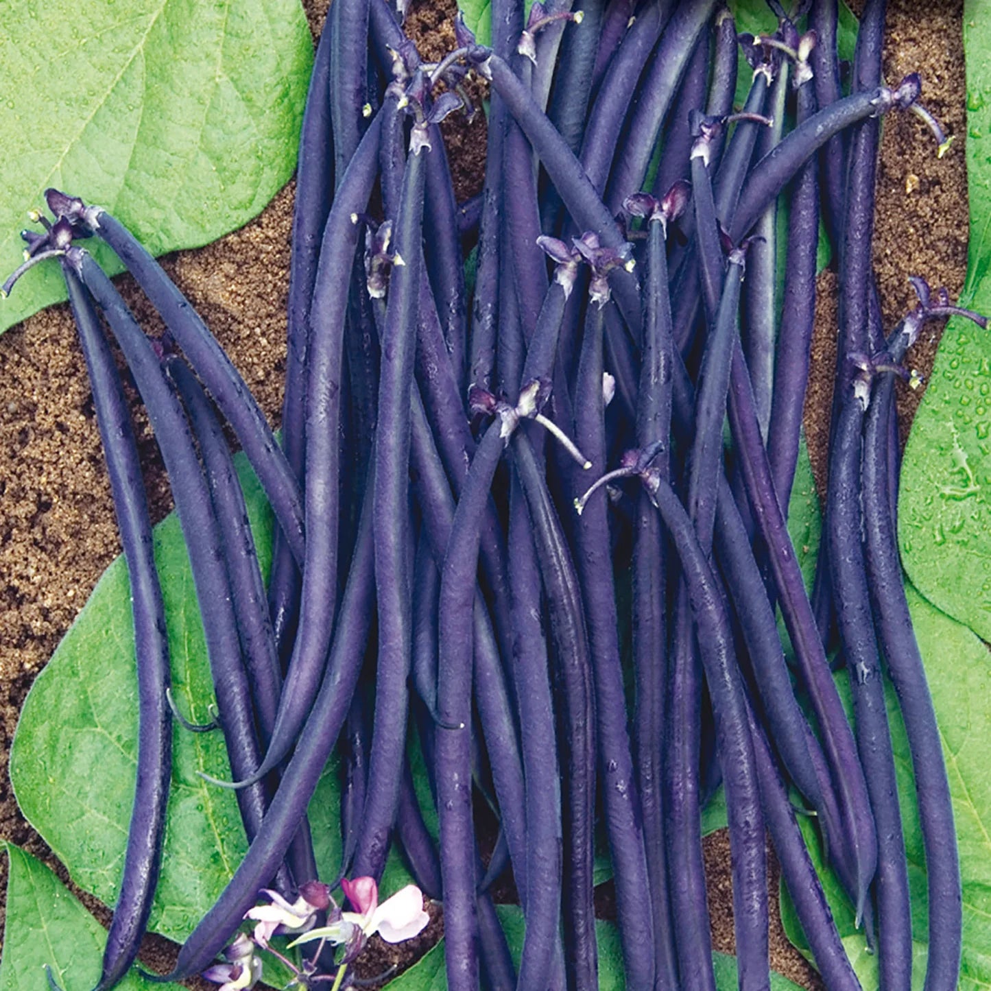 Dwarf Velour French Bean Seeds