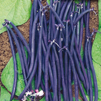 Dwarf Velour French Bean Seeds