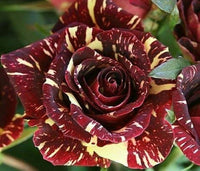 Marron Cream Rose Heirloom Non-GMO Seeds for Planting