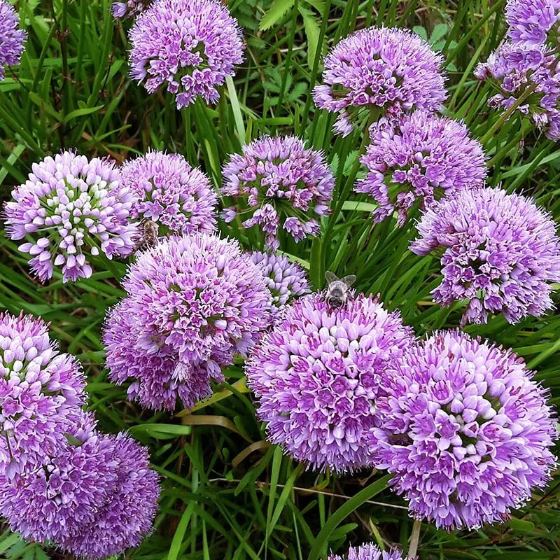 Millenium Allium