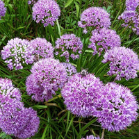 Millenium Allium