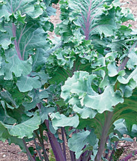 Red Russian – Organic Kale Seed