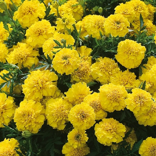 Marigold Inca Yellow Flower Seeds