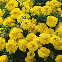 Marigold Inca Yellow Flower Seeds