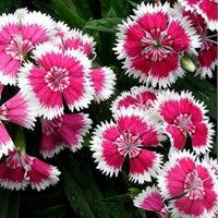 White Red Dianthus Flower Seeds – Heirloom, Non-GMO Seeds for Planting Bright Garden Blooms