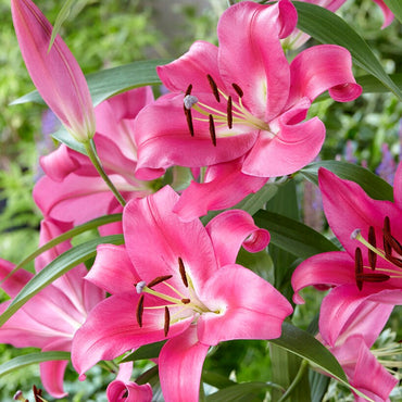 Robina Lily Tree Seeds