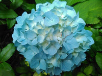 Heirloom Sea Blue Hydrangea Flower Seeds, Non-GMO Vibrant Blooms for Planting