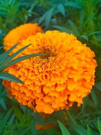 Marigold Orange Dwarf Double Flower Seeds