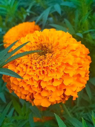Marigold Orange Dwarf Double Flower Seeds