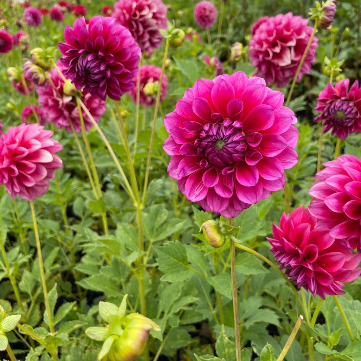 Dahlia- Gelati (Tuber)