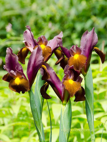 Red Ember Dutch Iris Seeds