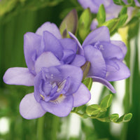 Freesia- Giant Single Blue