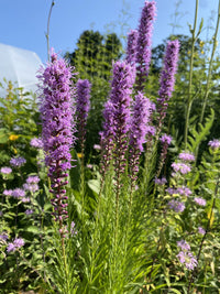 Purple Liatris Flower Seeds for Planting, Tall Spikes