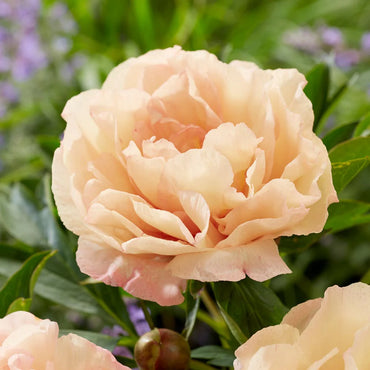 Canary Brilliants Itoh Peony
