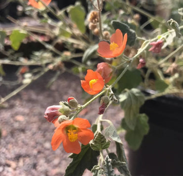 Heirloom Globemallow Flower Seeds, Non-GMO Drought-Tolerant Blooms for Wildflower Garden Planting