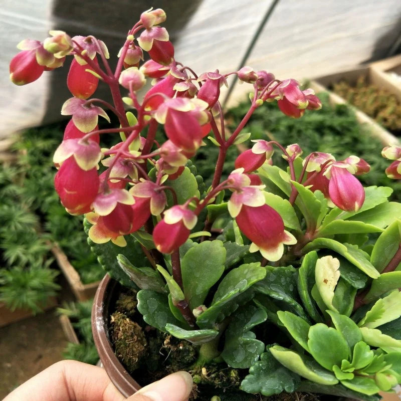 Heirloom Kalanchoe Wendy Flower Seeds, Non-GMO Charming Succulent Blooms for Garden Planting
