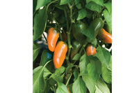 Lunchbox Orange – Organic Snack Pepper Seed