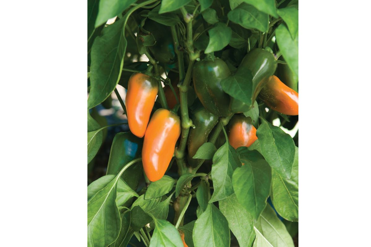 Lunchbox Orange – Organic Snack Pepper Seed