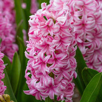 Hyacinth- Pink Pearl
