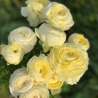Ranunculus- Elegance Crema 43-99