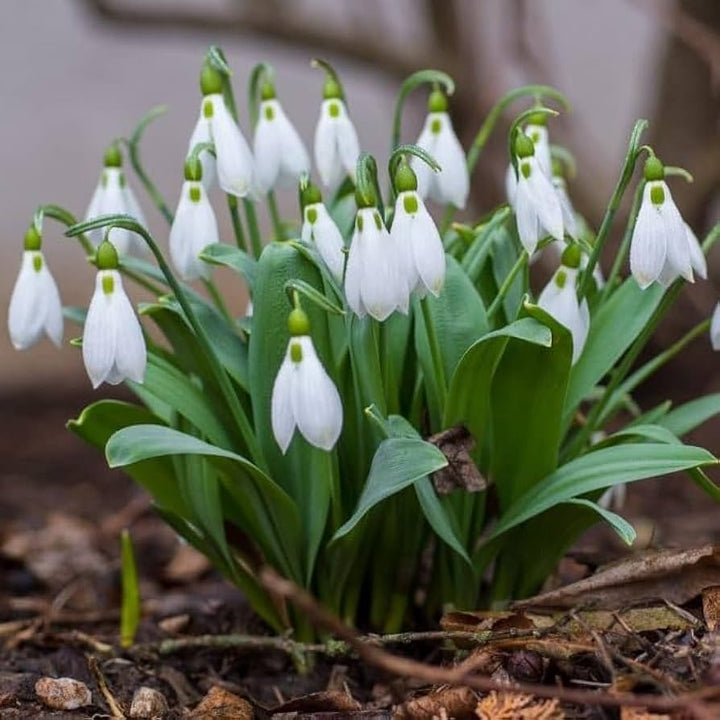 Organic White Galanthus Flower Seeds for Planting – Heirloom, Non-GMO, Elegant