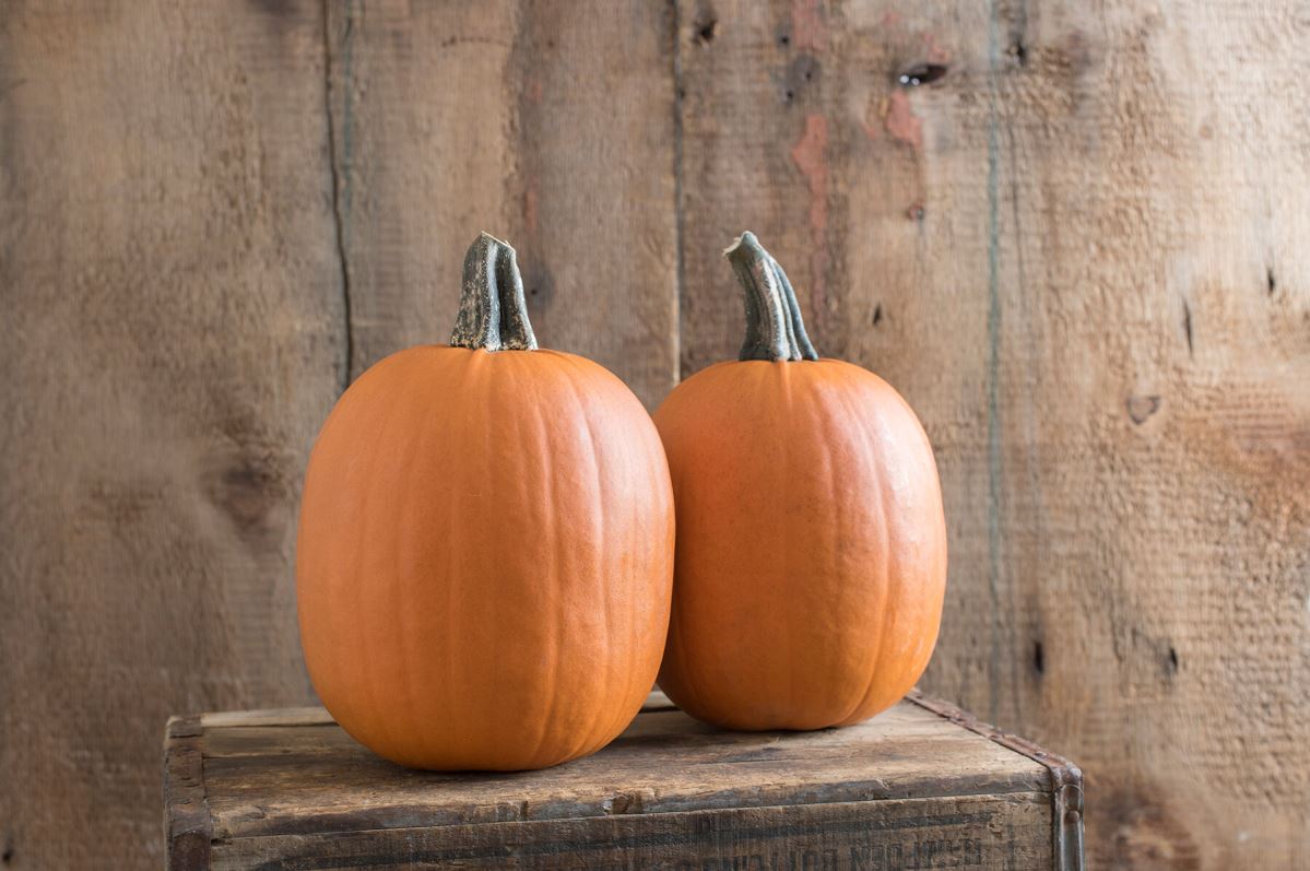 Darling – Pumpkin Seed