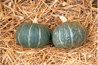 Cha-Cha – Organic Kabocha Squash Seed