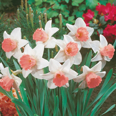 Pink Daffodil Collection Seeds