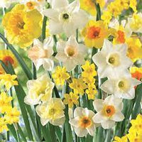 Jonquil- Mixed