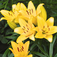 Oriental Trumpet Lily- Yellow Planet