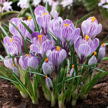 Pickwick Giant Dutch Crocus Seeds